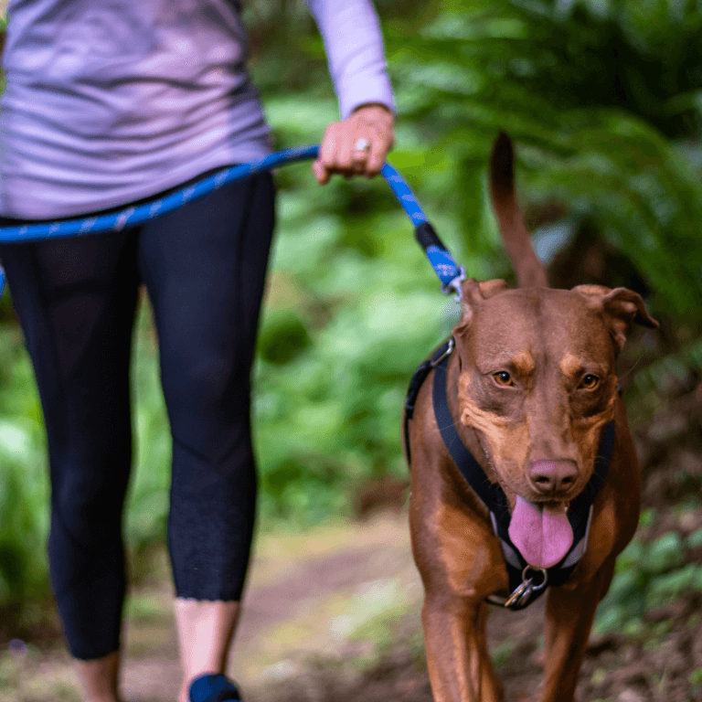 Woman in purple shirt and black pants walking a big dog