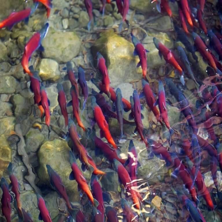 Salmon spawning humber bay west